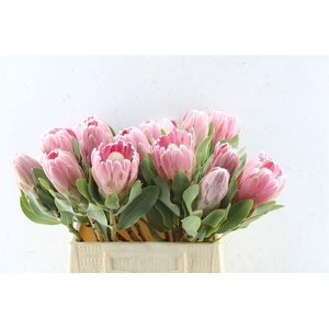 Protea Penny Pink