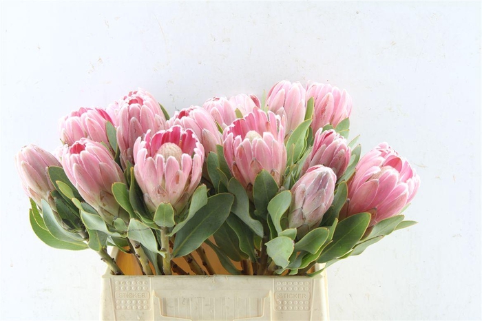 <h4>Protea Penny Pink</h4>