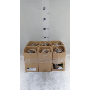 Arr.   Kamerplant Groen L%