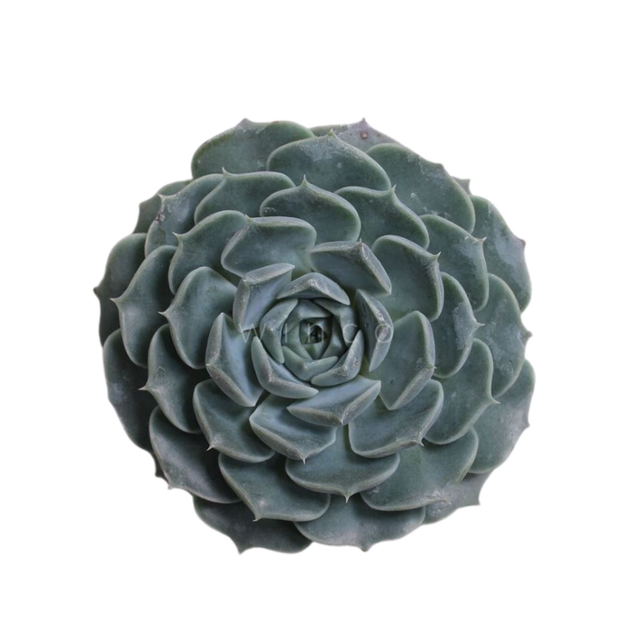 <h4>Echeveria Haylina Cutflower Wincx-10cm</h4>