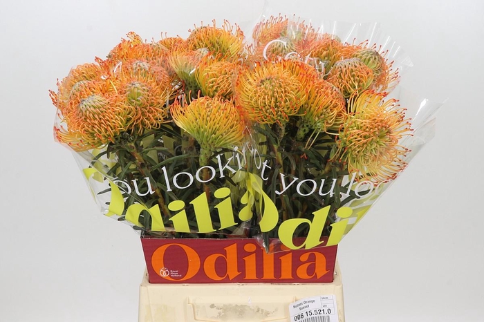 <h4>Nutans Orange Sunset</h4>