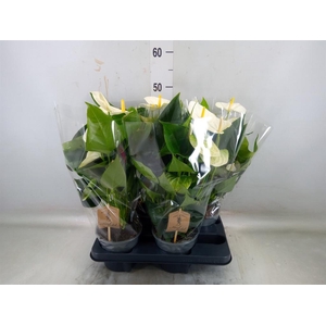 Anthurium andr. 'Cocos'