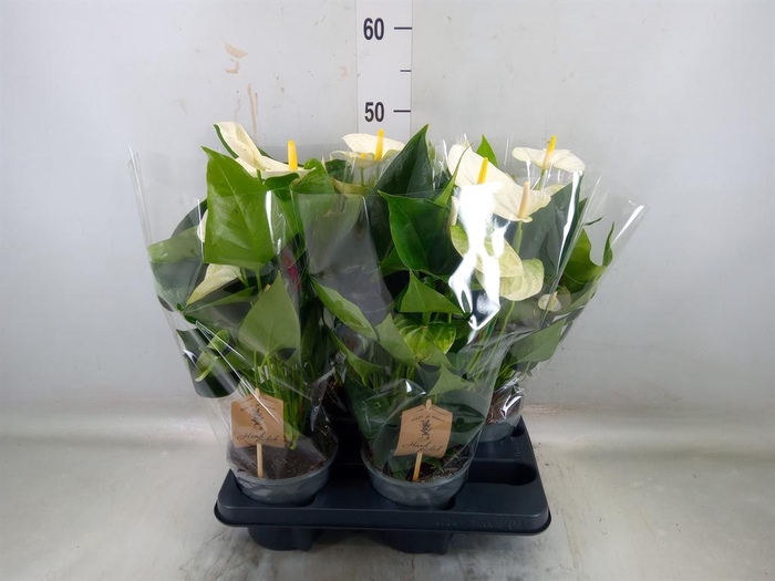 <h4>Anthurium andr. 'Cocos'</h4>