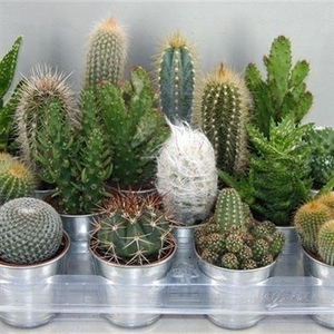 Cactus gemengd