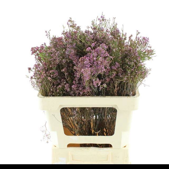 <h4>ERICA CORIFOLIA</h4>