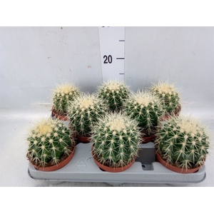 Echinocactus grusonii