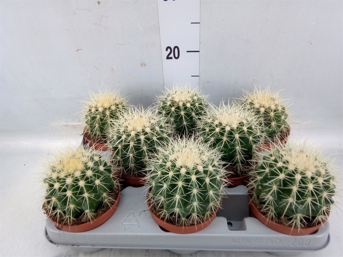 <h4>Echinocactus grusonii</h4>