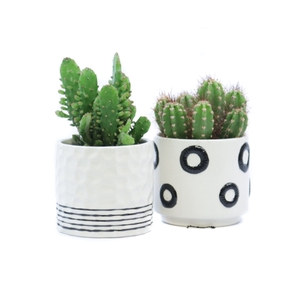 Cactus 8,5 cm in circle stripe pattern sierpot