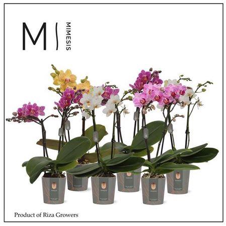 <h4>Phal Mf Gem 4 Kl</h4>