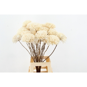 Stick Shola Zinnia Ø 12Natural
