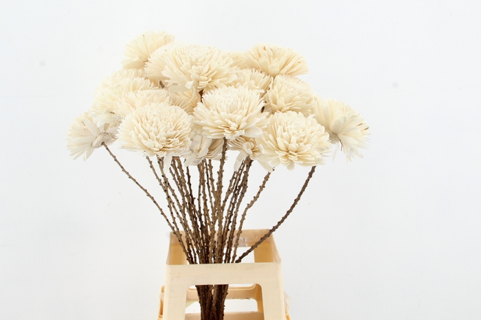 <h4>Stick Shola Zinnia Ø 12Natural</h4>