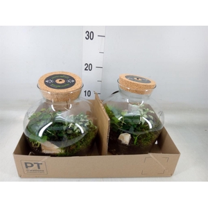 Arr.   Kamerplant Groen H%