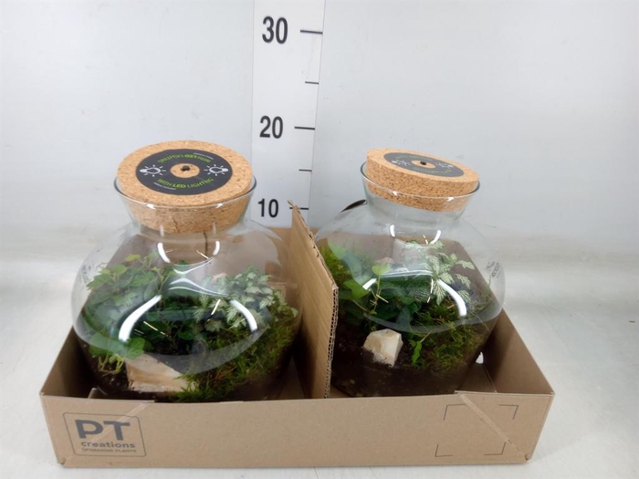 <h4>Arr.   Kamerplant Groen H%</h4>