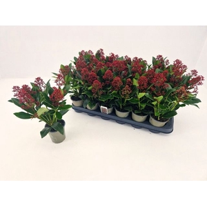 .Skimmia japonica rubella