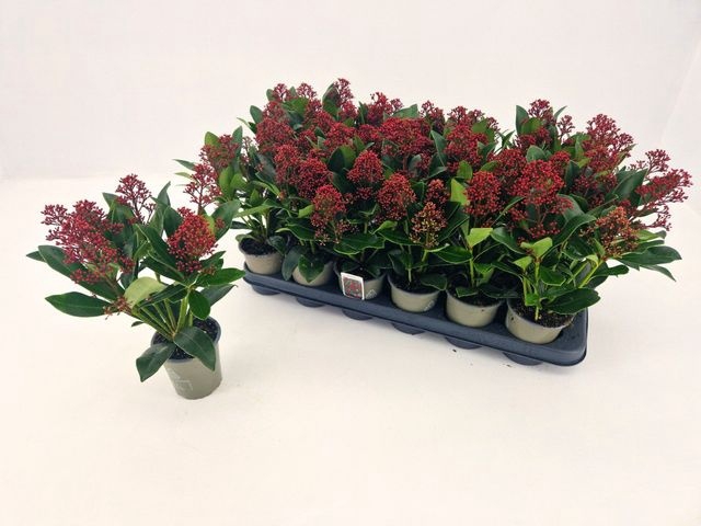 <h4>.Skimmia japonica rubella</h4>