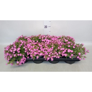 Saponaria  'Bressingham'