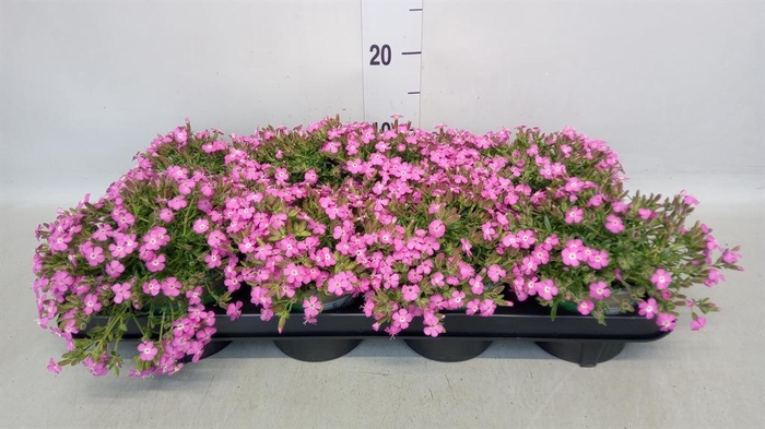 <h4>Saponaria  'Bressingham'</h4>