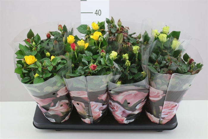 <h4>Rosa Patio Gemengd</h4>