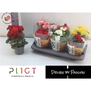 Begonia Elatior Grp dubbelbloemig gemengd