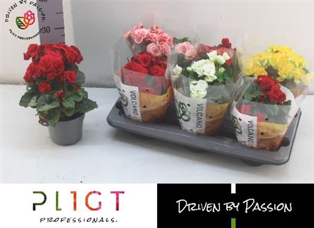 <h4>Begonia Elatior Grp dubbelbloemig gemengd</h4>