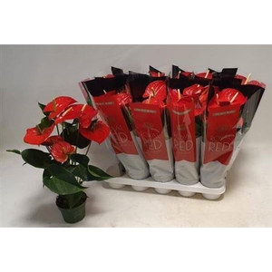 Anthurium (Andreanum Grp) Querida