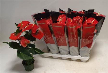 <h4>Anthurium (Andreanum Grp) Querida</h4>