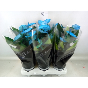 Anthurium andr. 'Cocos'
