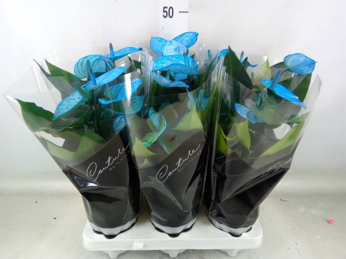 <h4>Anthurium andr. 'Cocos'</h4>