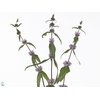 Phlomis Tuberosa