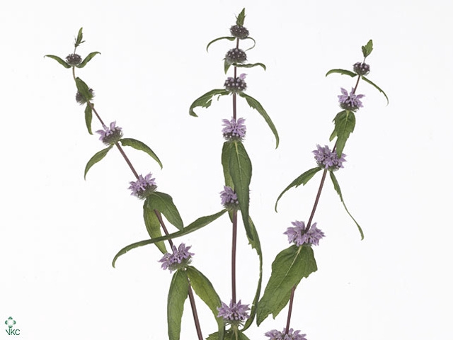 Phlomis Tuberosa
