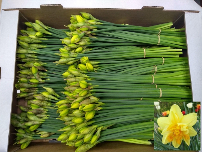 <h4>NARC D APOTHEOSE BS</h4>