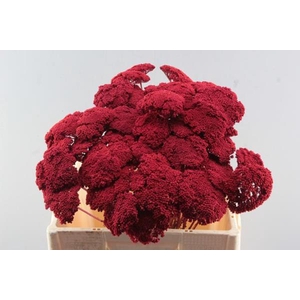 Droog Achillea Rood