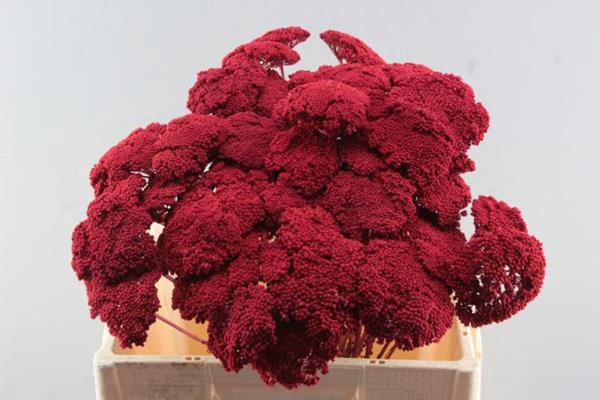 Droog Achillea Rood