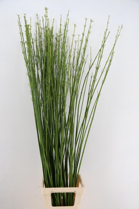 <h4>CORNUS S FLAVIRAMEA 140/150CM</h4>