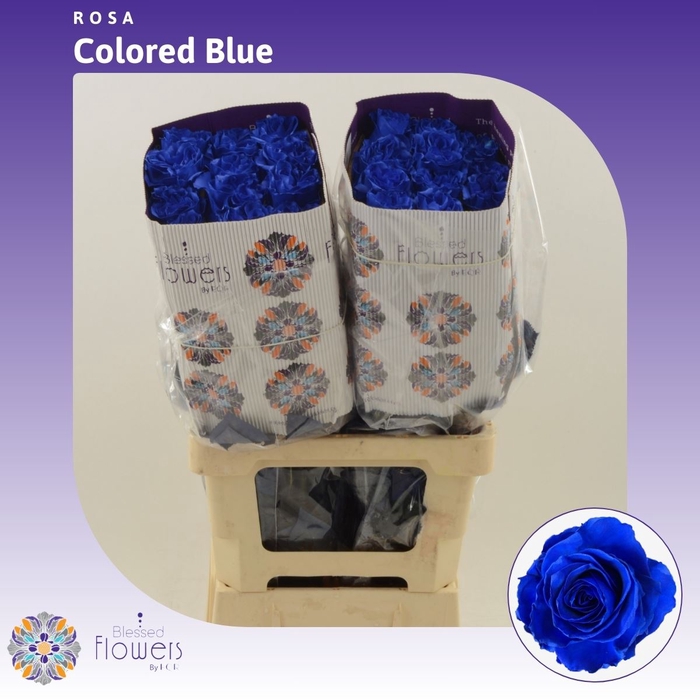 <h4>Rosa Gr Colored | Blauw</h4>