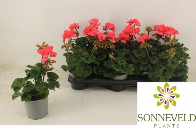 <h4>PEL ZON TOS SI LISA</h4>