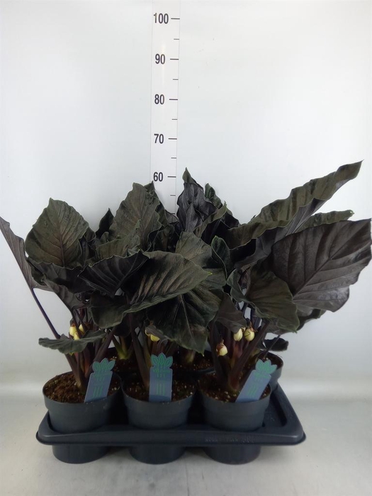 <h4>Alocasia  'Antoro Velvet'</h4>