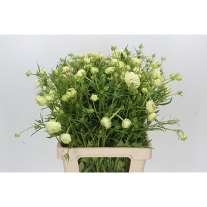 Ranunculus Moderna Cappucino