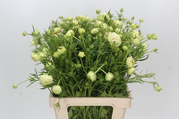 <h4>Ranunculus Moderna Cappucino</h4>