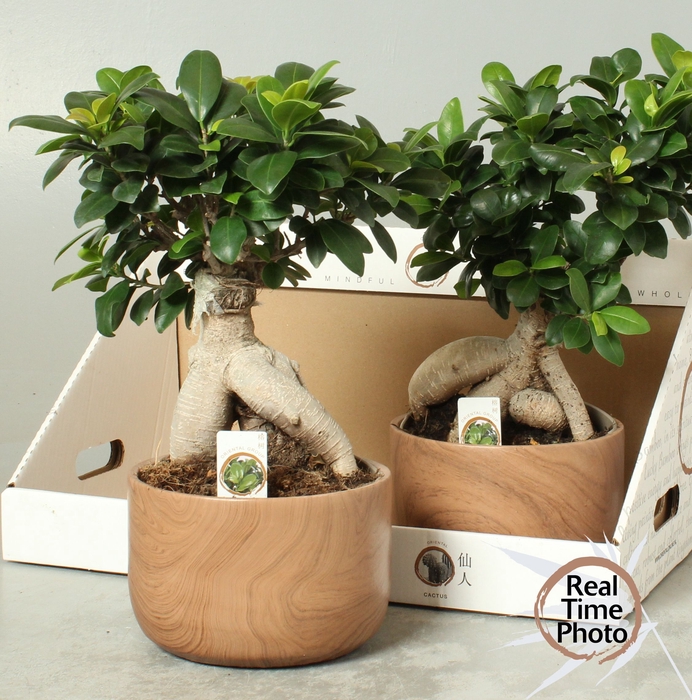<h4>FIC MI GINSENG</h4>