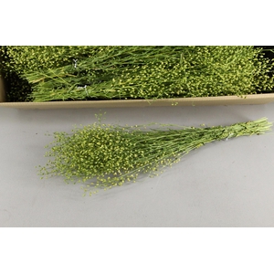DF Lupidium Bs 45g