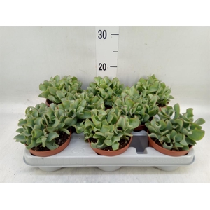 Crassula arborescens 'Curly'