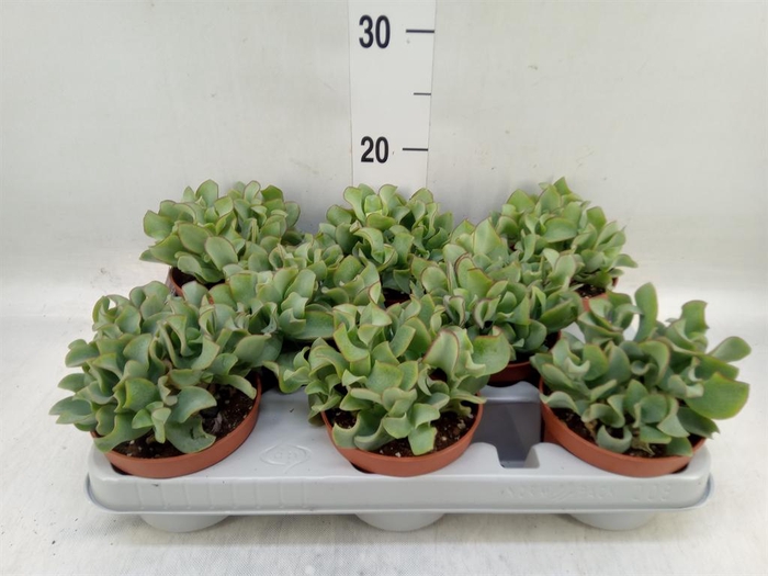 <h4>Crassula arborescens 'Curly'</h4>