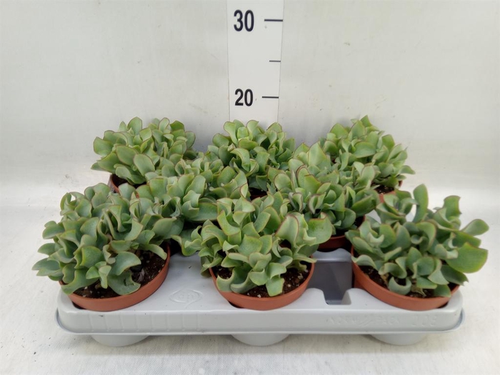 <h4>Crassula arborescens 'Curly'</h4>