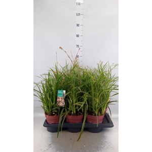 Carex morrowii 'Ice Dance'