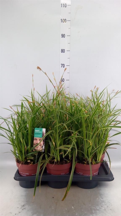 <h4>Carex morrowii 'Ice Dance'</h4>