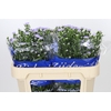 Aster Cassandra