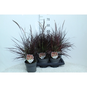 Pennisetum advena 'Fireworks'
