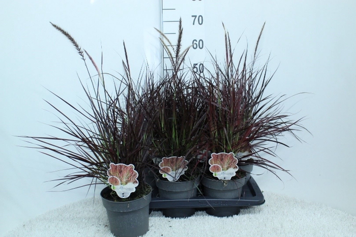<h4>Pennisetum advena 'Fireworks'</h4>
