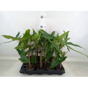 Alocasia zebrina